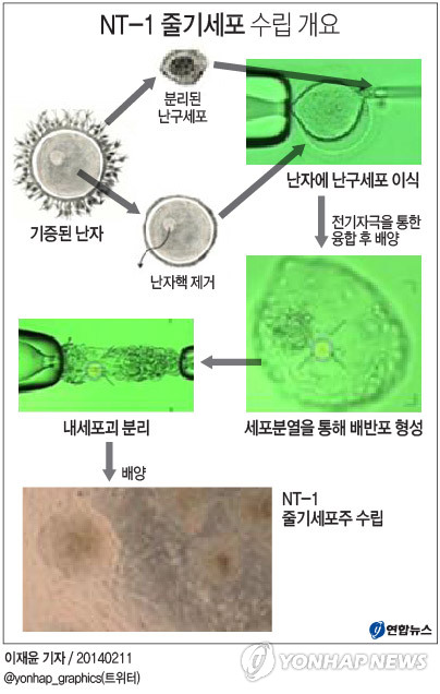 <그래픽> NT-1 줄기세포 수립 개요