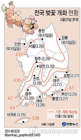 <그래픽/> 전국 벚꽃 개화 현황