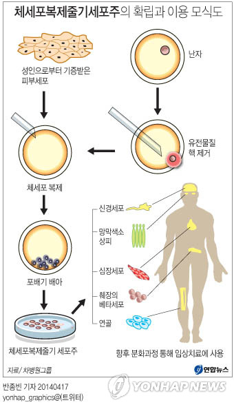 <그래픽/> 체세포복제줄기세포주의 확립과 이용 모식도