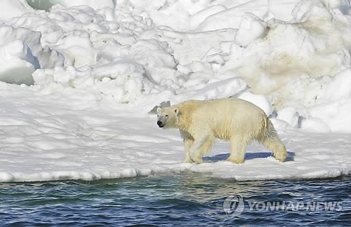 북극곰 (AP=연합뉴스 자료사진)