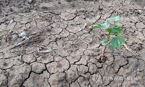 미국 텍사스의 가뭄(AP=연합뉴스 자료사진)