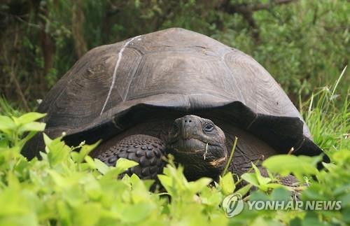 새로운 종으로 확인된 자이언트거북 (AP=연합뉴스)