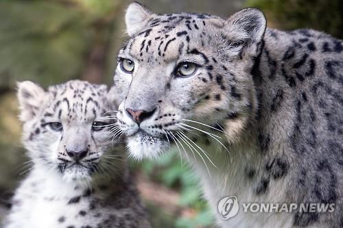 독일 쾰른 동물원의 눈표범 어미와 새끼 (EPA=연합뉴스)