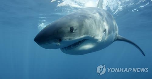 백상아리 (AP=연합뉴스 자료사진(