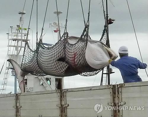 일본 포경선 (AP=연합뉴스 자료사진)