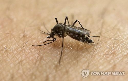 지카 바이러스 옮기는 이집트숲모기 (AP=연합뉴스)