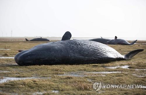 해안가서 숨진 향유고래 (AFP=연합뉴스 자료사진)