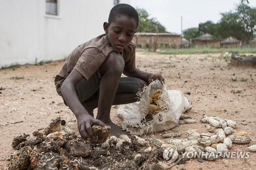엘리뇨 따른 가뭄, 흉년으로 고통받는 짐바브웨(AFP=연합뉴스 자료사진)