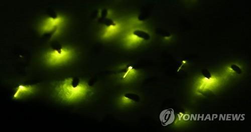 인천 계양산 반딧불이 축제 다음 달 2∼4일 개최