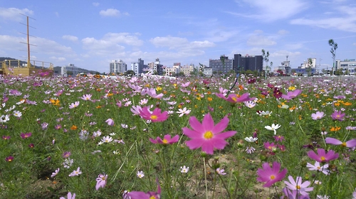 <카메라뉴스> 