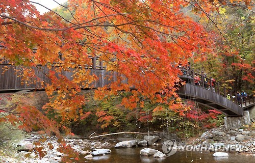 오대산 단풍[연합뉴스 자료사진]