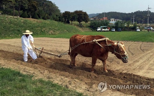 횡성한우축제 세계에 알린다…홍콩 공영방송 집중 취재