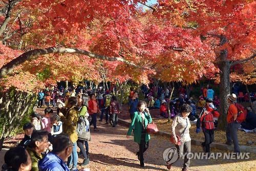 가을정취 속으로 풍덩…단풍제ㆍ억새축제ㆍ쌀축제_1