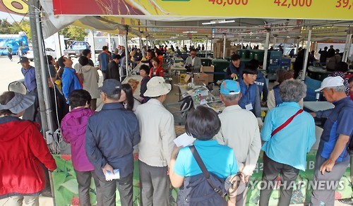 강원 홍천 인삼·한우 명품축제 축제 분위기 고조