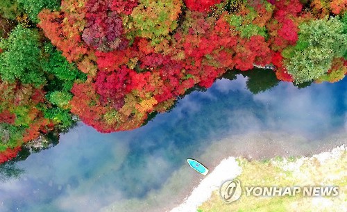 만산홍엽·푸른 강물·조각배…강원 철암단풍 장관