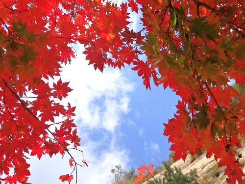 설악산에 곱게 물든 단풍[연합뉴스 자료사진]