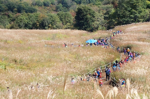 포천 명성산 억새꽃축제[연합뉴스 자료사진]