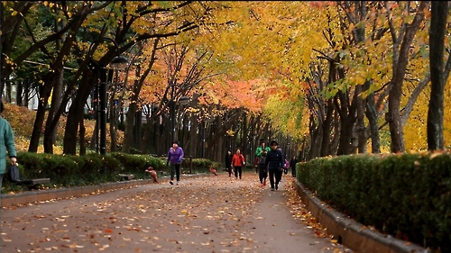 서울 송파구 석촌호수 가을 즐겨요 낙엽거리축제