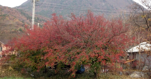 봄엔 꽃, 가을엔 결실…양평 산수유열매 축제