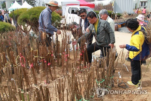 구제역·AI 진정 기미…옥천 묘목축제 내달 31일 개막