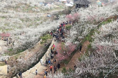 AI·구제역 때문에…광양매화축제 취소