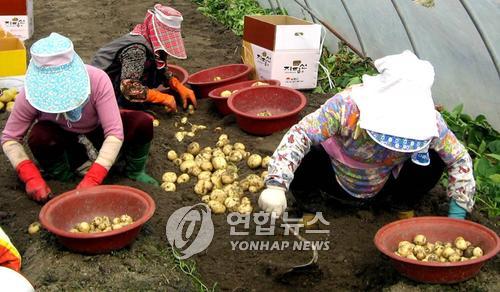 지평선 햇감자…김제 광활햇감자축제 내달 16일 개최