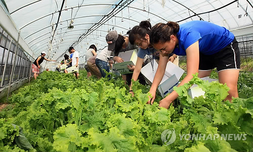 봄 향기 느끼러 속초 하도문 쌈채마을로 오세요