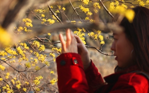 한 여성이 냇가를 따라 핀 산수유꽃을 촬영하고 있다.(성연재 기자)