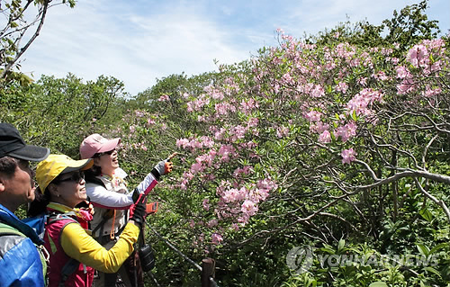 연분홍 꽃잔치 즐기세요 단양 소백산 철쭉제 25일 개막