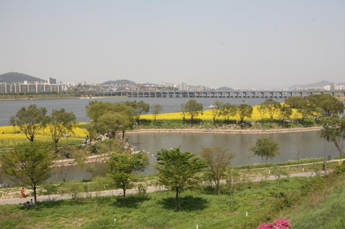 서울 도심서도 유채꽃 즐긴다…13∼14일 한강 서래섬서 축제