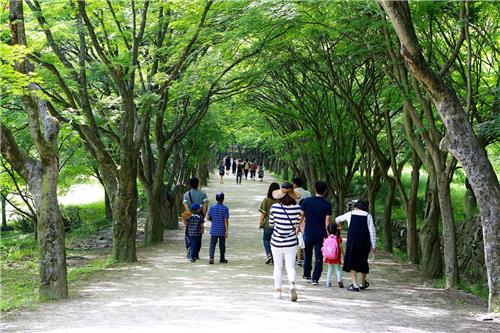 [카메라뉴스] 초록 터널 이룬 정읍 내장산 단풍나무숲