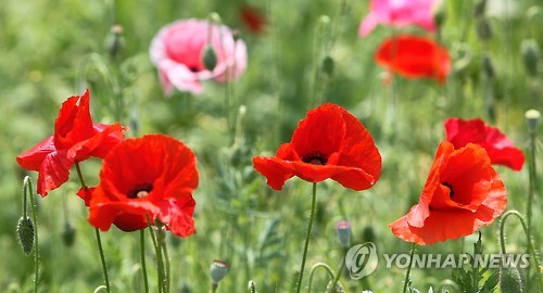 원주 용수골 꽃 양귀비 활짝…15∼18일 축제_1
