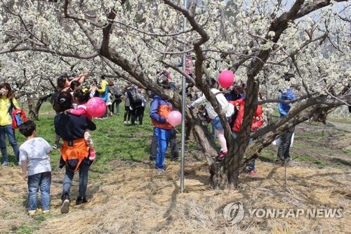 김천 자두·포도축제 14∼16일 열려_1