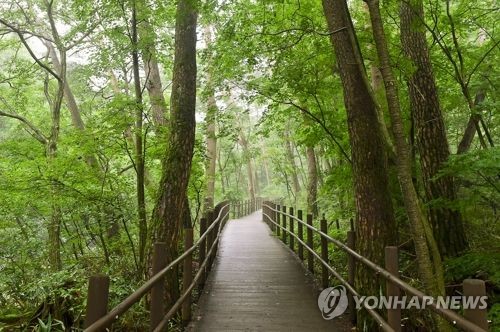 치악산 구룡사 황장목 숲길 걸어보자…걷기 축제