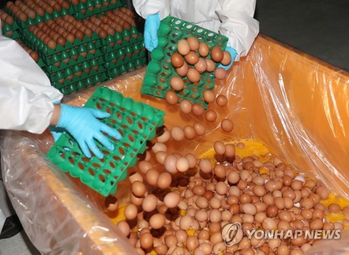 폐기되는 살충제 계란 [연합뉴스 자료사진]