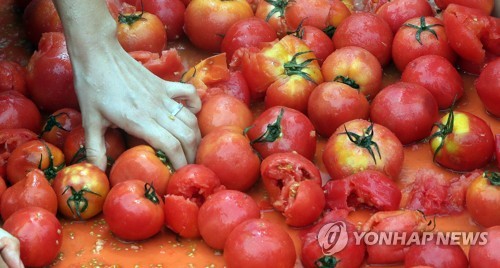 화천 토마토축제 나흘간 직접 경제효과만 67억원