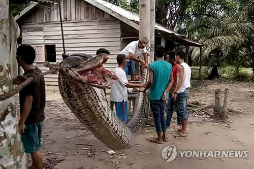 사람을 공격한 거대한 비단뱀[AFP=연합뉴스]