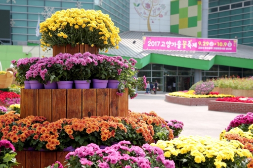 가을꽃 하면 고양·연천…경기북부 축제장·명산에 인파