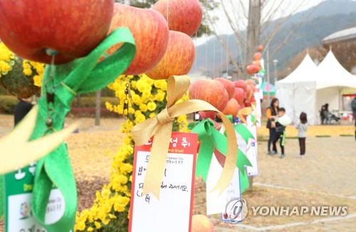 재배지 북상…홍천에서도 사과축제 열린다