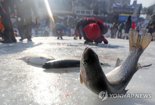 강원 겨울축제 시즌 돌입…홍천강 인삼송어축제 개막 