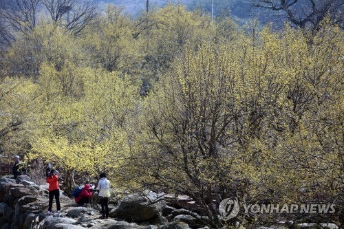 산수유 꽃길따라 봄 마중 구례서 17∼25일 산수유꽃축제