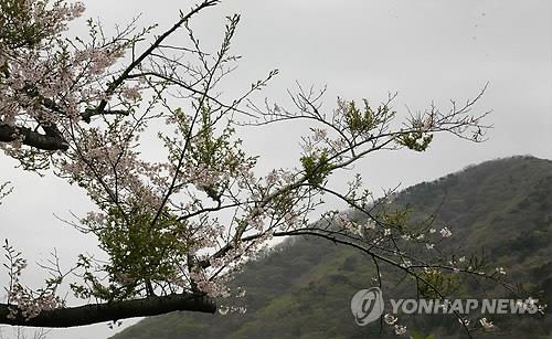 군항제 임박한 진해…벚나무 빗자루병 방제 한창