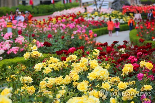 천만 송이 장미 피는 삼척서 5월 18∼22일 축제