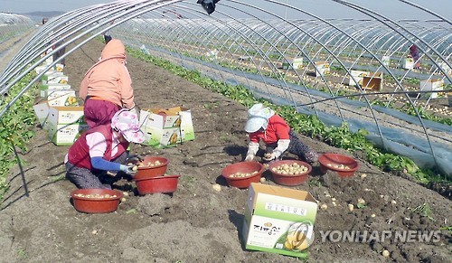 내달 21일 김제 광활 햇감자축제 개막…감자 20% 싸게 판매