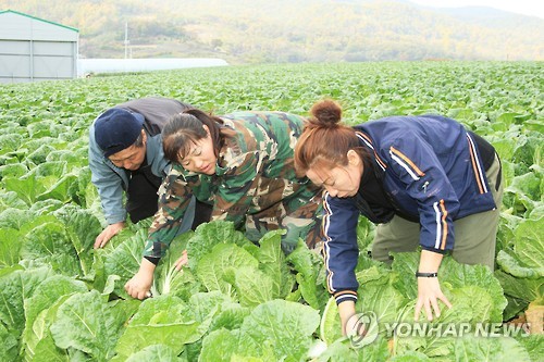 배추 수확법 배우는 중국 여성들 