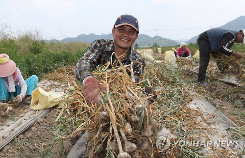 마늘 수확하는 베트남 근로자 