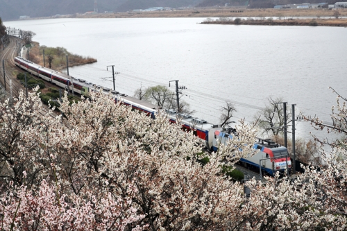 낙동강변 연분홍빛 기찻길…양산 원동매화축제 17일 개막