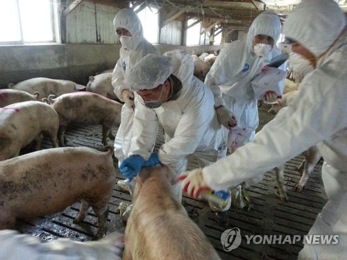 돼지에 대한 구제역 백신 접종 [연합뉴스 자료사진]