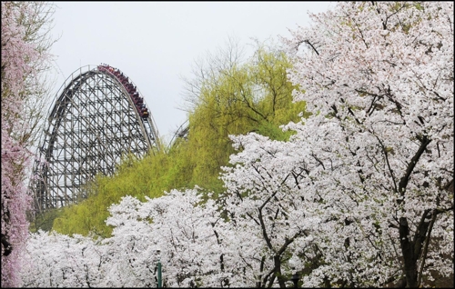 에버랜드, 13∼15일  "용인에버 벚꽃축제"