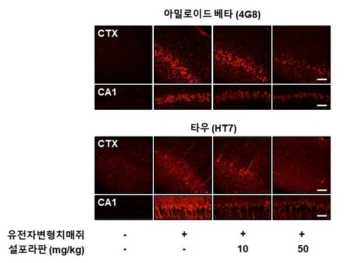 유전자 변형 치매 쥐 피질과 해마에서의 아밀로이드-베타와 타우 단백질 감소 사진